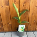 Banánovník japonský (Musa Basjoo) - výška 30-35 cm, kont. P11